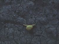 strange-2